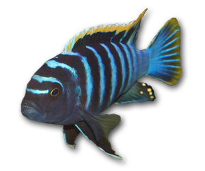 Cynotilapia Afra