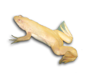 African Clawed Frog