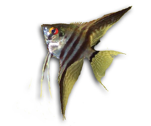 Angel Fish