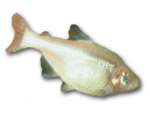 Blind Cave Tetra