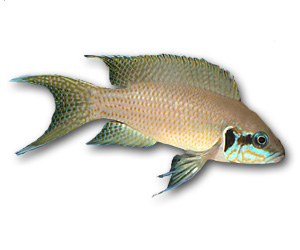 Neolamprologus Brichardi