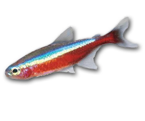 Cardinal Tetra