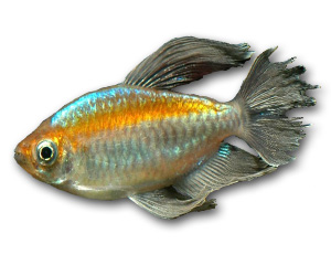 Congo Tetra