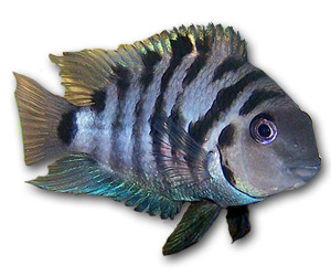 Convict Cichlid