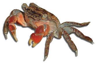 Red Claw Crab