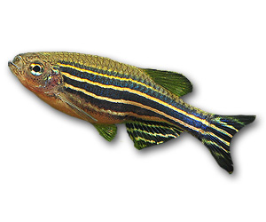 Zebra Danio