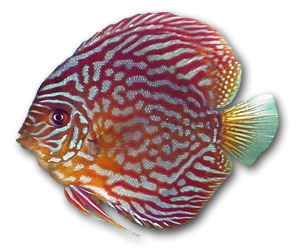 Discus