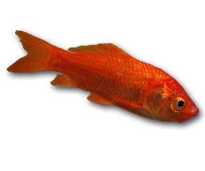 Common Goldfish