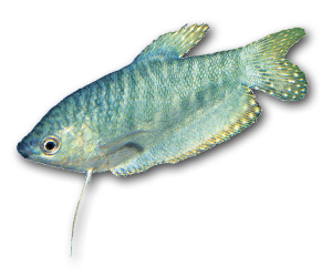 Gourami