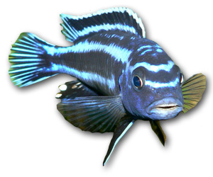 Melanochromis Johanni