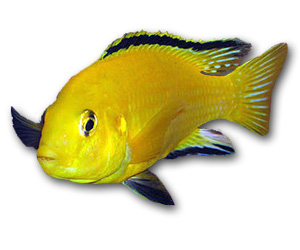 Labidochromis Caeruleus