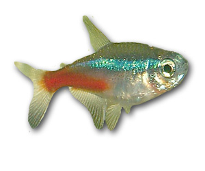 Neon Tetra