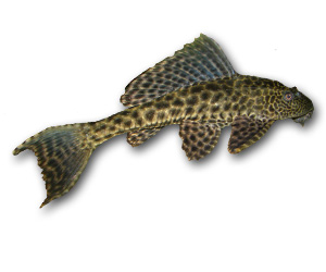 Pleco