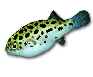 Green Spotted Puffer