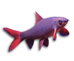 Rainbow Shark