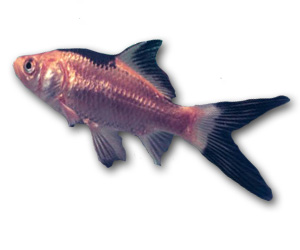 Red & Black Goldfish