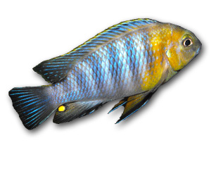 Pseudotropheus Red Cheek