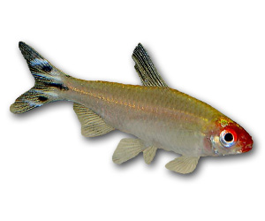 Rummy Nose Tetra