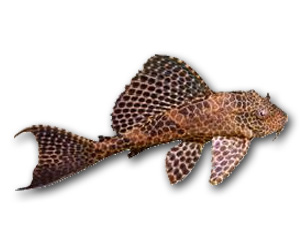 Sailfin Pleco