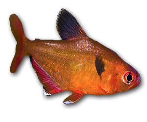 Serpae Tetra