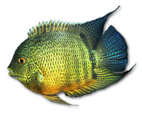 Severum