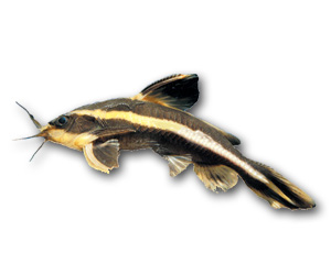 Striped Talking Catfish