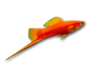 Swordtail