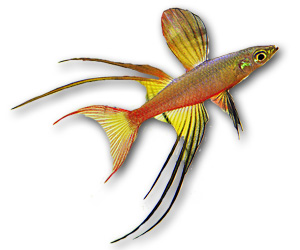 Threadfin Rainbow