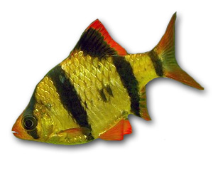 Tiger Barb