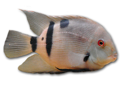 Uara Cichlid