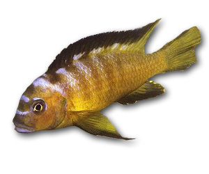 Pseudotropheus Elongatus Usisya