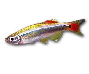 White Cloud Mountain Minnow